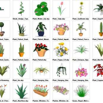 Sketchup Ornamentals Plant 3D models download